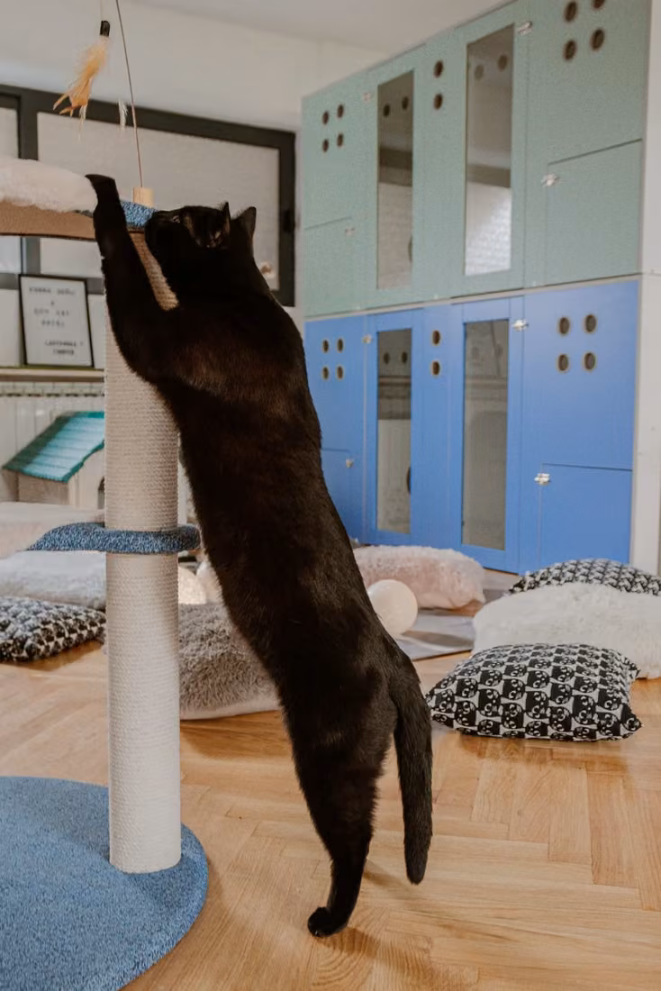 City Cat Hotel soba