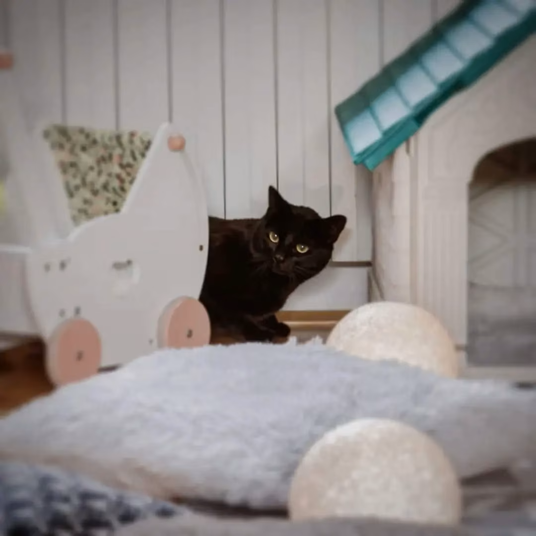 City Cat Hotel soba