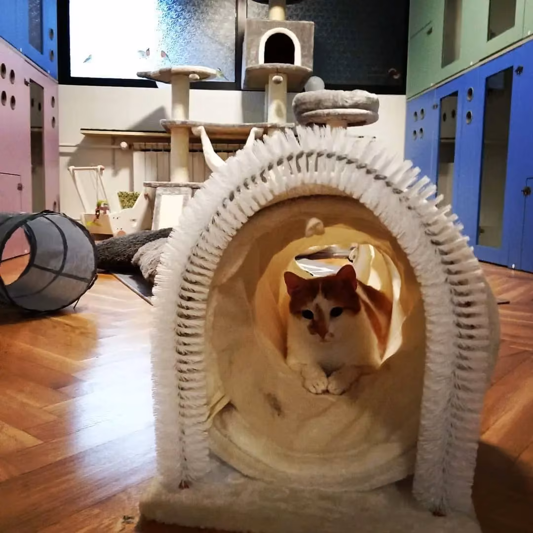 City Cat Hotel soba