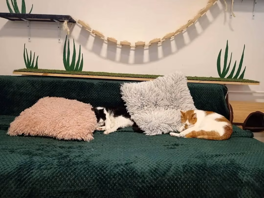 City Cat Hotel soba