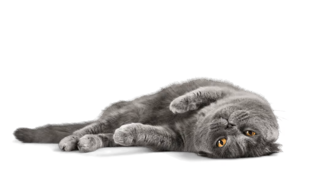 Unutrašnjost City Cat Hotela